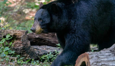 North Carolina Officials Euthanized 6 Bears After a Surge in Home Break-Ins: 'This Is Truly a People Problem'
