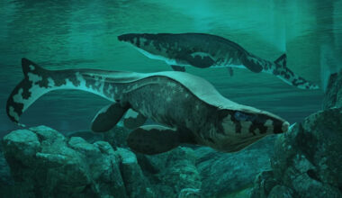 Exclusive: There’s a new T. rex in town—and this giant beast ruled the seas