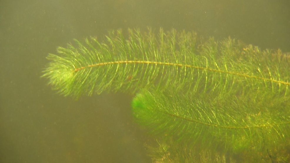A look at the Variable Leaf Milfoil plant species. (Maine Department of Environmental Protection)