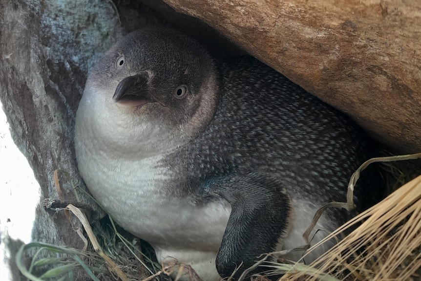 A little penguin in a burrow under a rock