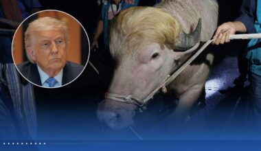 Albino buffalo spared from sacrifice due to resemblance to Trump