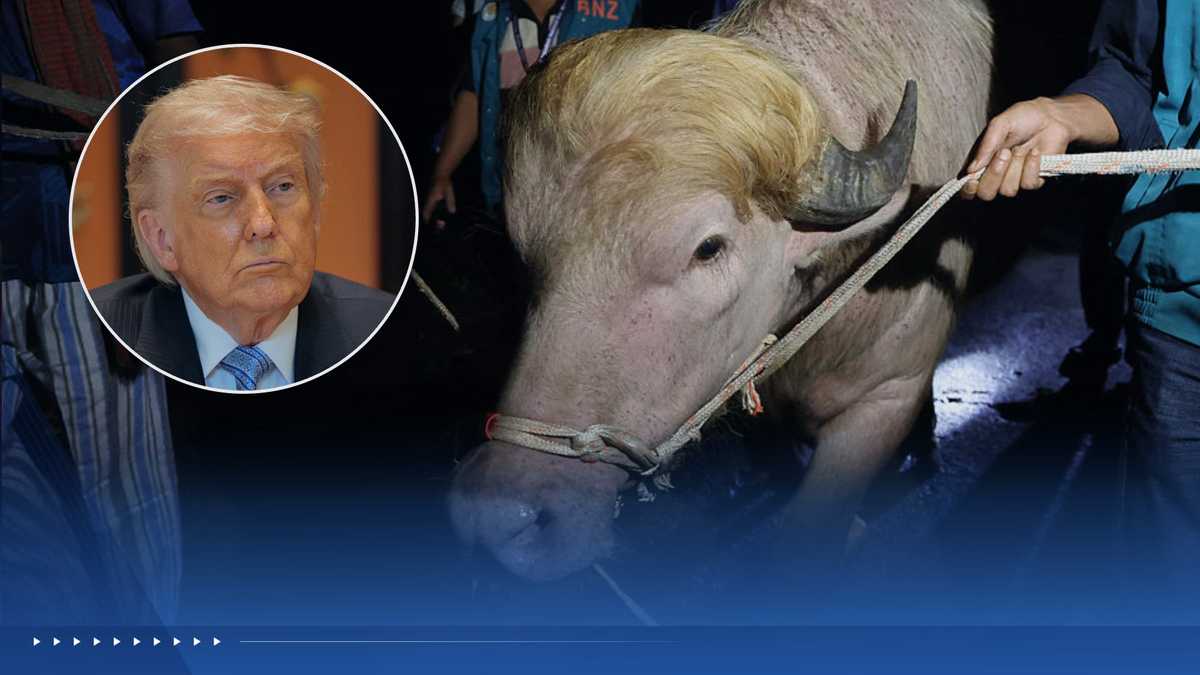 Albino buffalo spared from sacrifice due to resemblance to Trump
