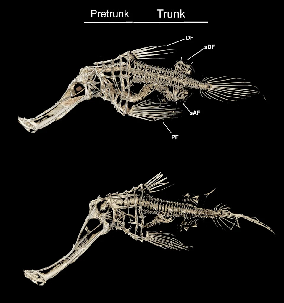 Micro-CTreconstructions(lateralview)ofS.snuffleupagus
