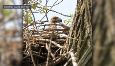 Bald eagle is born in Chicago for first time in more than a century – NBC Chicago