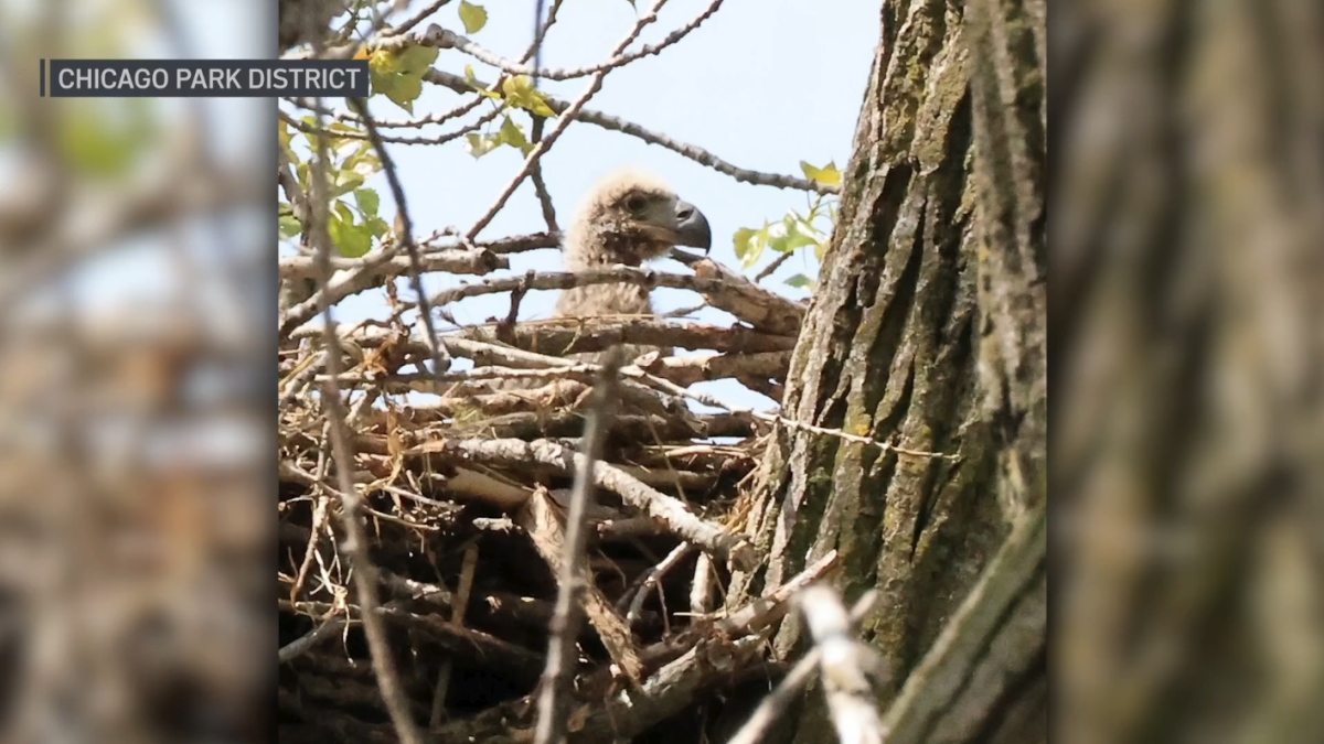 Bald eagle is born in Chicago for first time in more than a century – NBC Chicago