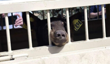 Mother Bear and Cubs Hiding Under a Colorado Home Relocated and Released Into the Wild