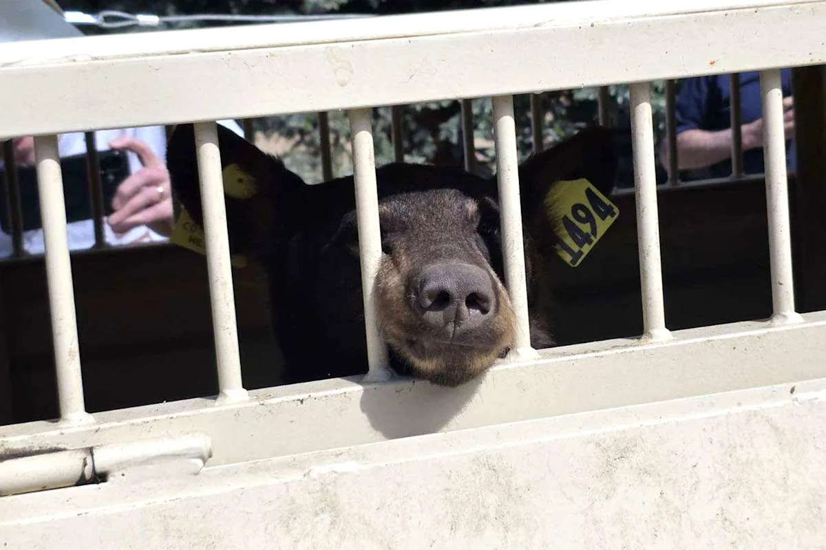 Mother Bear and Cubs Hiding Under a Colorado Home Relocated and Released Into the Wild