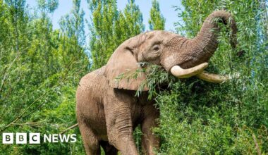 Howletts Wild Animal Park welcomes new bull elephant - BBC
