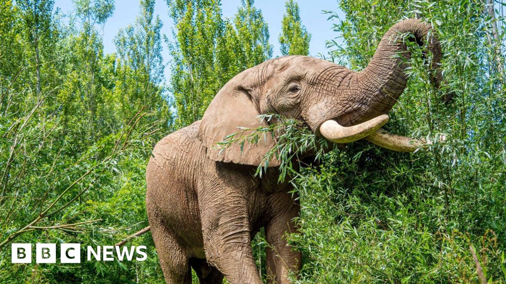 Howletts Wild Animal Park welcomes new bull elephant - BBC
