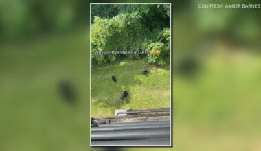 Mama bear, cubs seen moseying around Marietta apartment complex