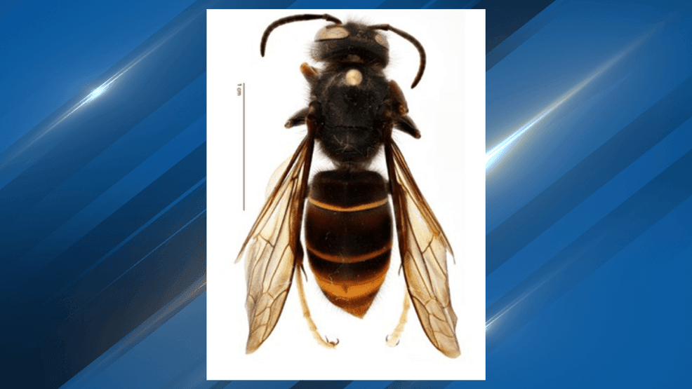 The highly-invasive yellow-legged hornet species was discovered on a ship during a routine inspection at the Port of Vancouver. (Courtesy: Washington State Department of Agriculture)