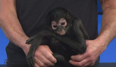 NYSDEC: Illegal monkey kept as pet on Grand Island