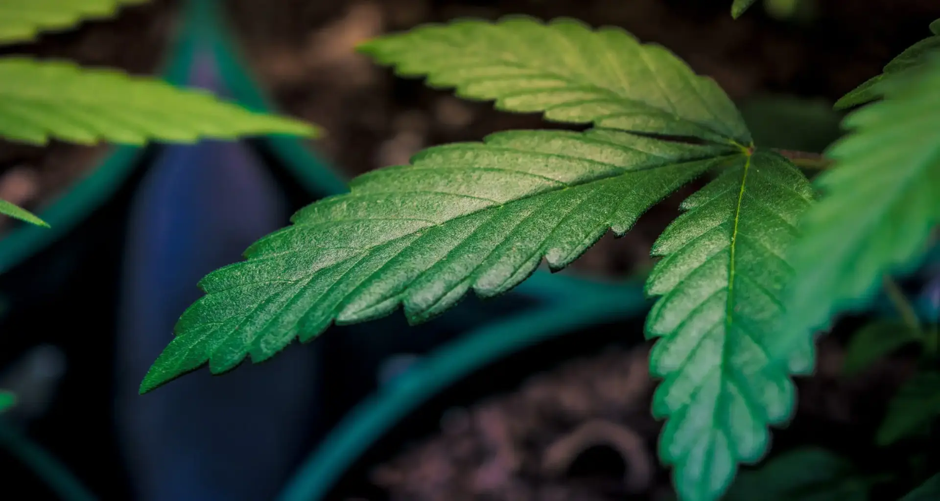 The Launch Of Alabama Medical Marijuana Sales Is Just 'Days Away,' With First Dispensary Preparing To Open Its Doors