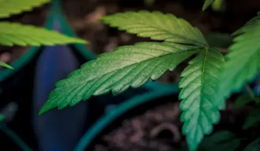 The Launch Of Alabama Medical Marijuana Sales Is Just 'Days Away,' With First Dispensary Preparing To Open Its Doors