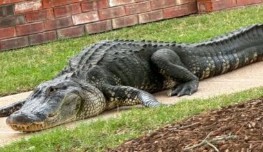 Massive gator spotted taking a stroll in Sienna, the latest to be spotted in the Fort Bend County community