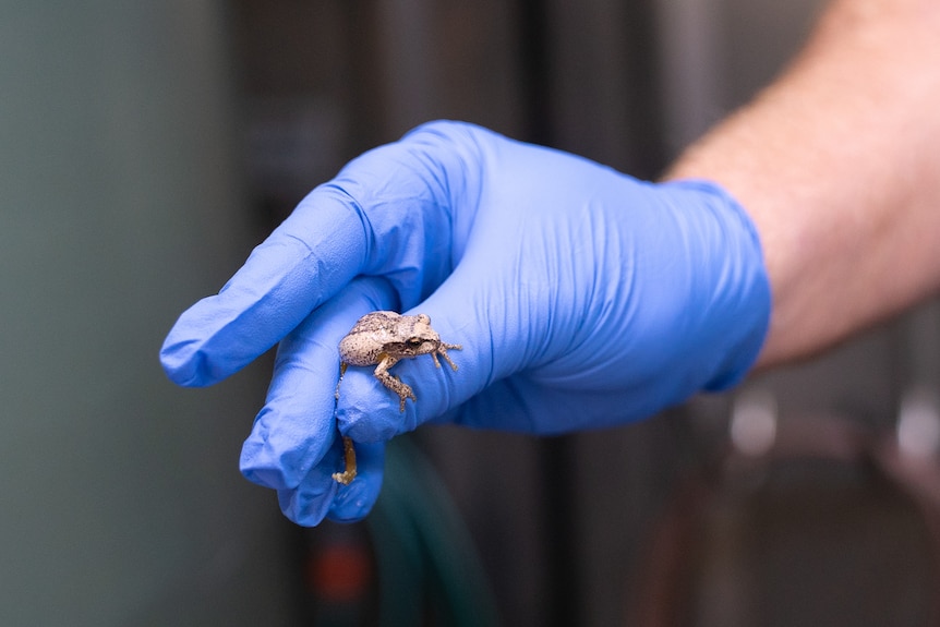 A scientists wearing a medical glove holds a small brown frog. 