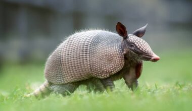 Curious Little Girl Learns the Hard Way Not to Mess With an Armadillo