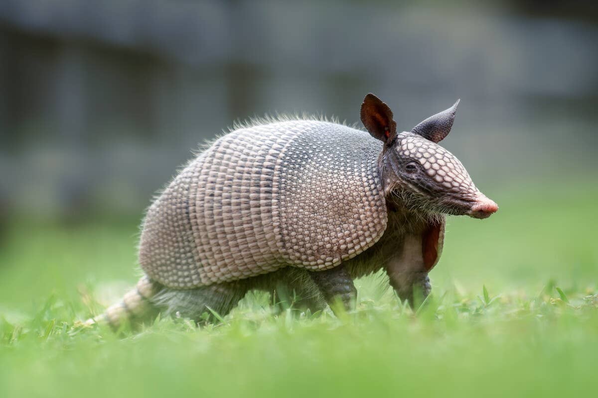 Curious Little Girl Learns the Hard Way Not to Mess With an Armadillo