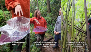 Towering invasive plant that makes 9 million seeds a year could worsen Hawaiʻi floods and landslides