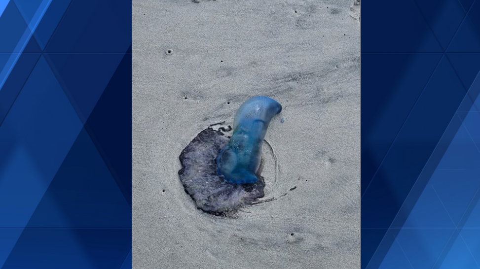 Officials warn of venomous wildlife washing ashore in Myrtle Beach