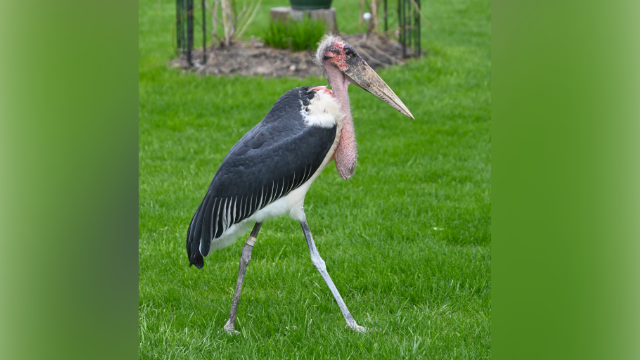 Marabou stork native to Africa spotted across Wisconsin