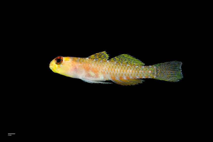 A small fish sits in the black water.