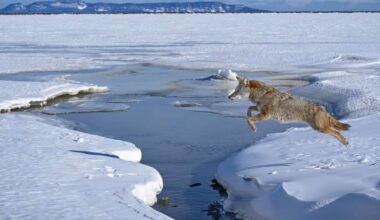 Photographer Waits Four Years to Capture Stunning Image of Coyote Mid-Air Over Ice