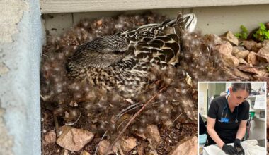 Here's what to do —and not do — if you find an animal nesting near your home this spring