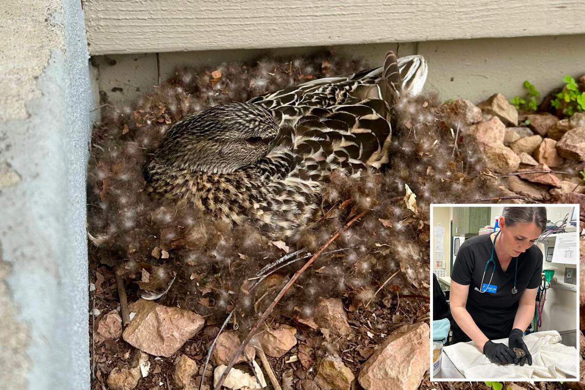 Here's what to do —and not do — if you find an animal nesting near your home this spring