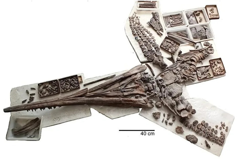 Fossil reptile viewed from below, showing the skull and body plate, including all isolated bones and teeth recovered from the surrounding sediment. (Urwelt-Museum Oberfranken)