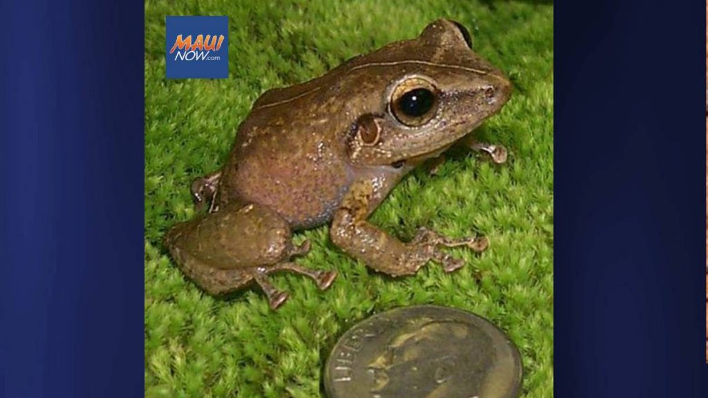 Community urged to join monthlong effort against invasive species in Hawaiʻi : Maui Now