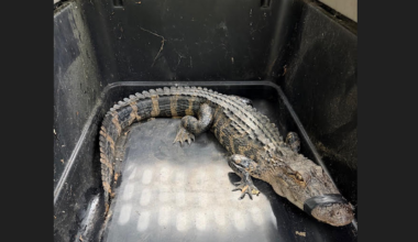 Alligator found near Raleigh in Johnston County, state says