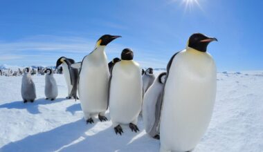 Emperor penguins in focus as Antarctica talks start in Japan