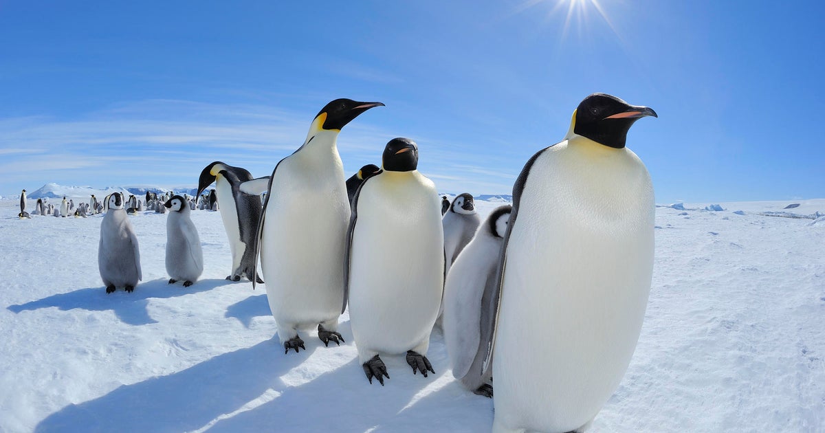Emperor penguins in focus as Antarctica talks start in Japan