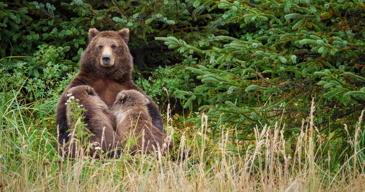 Wildlife agents can kill bears from helicopters to protect caribou in Alaska, judge rules