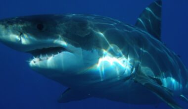 Scientists urge public to be vigilant after first white shark of season confirmed off Massachusetts – Fall River Reporter