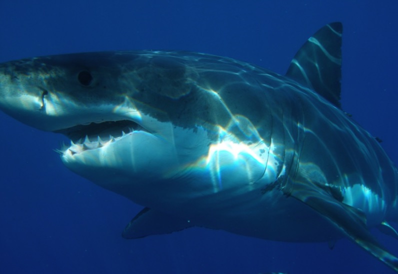 Scientists urge public to be vigilant after first white shark of season confirmed off Massachusetts – Fall River Reporter