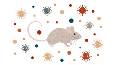 Five things to know about hantavirus from a Stanford Medicine expert