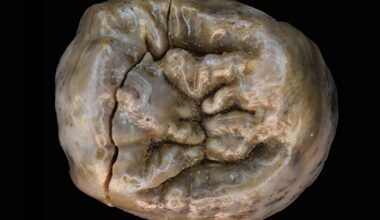 New Research Shows How the Earliest Humans Got Their Meat