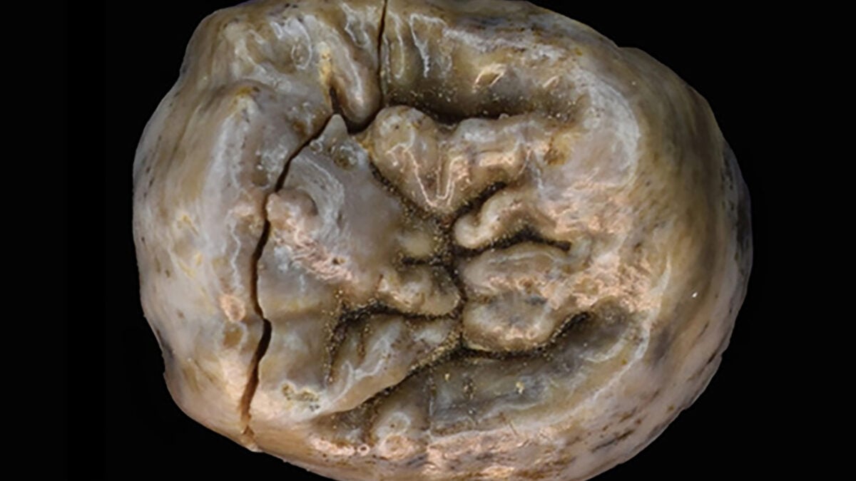 New Research Shows How the Earliest Humans Got Their Meat