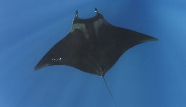 The Wingspan of Friendship: How a Giant Manta Changed One Diver’s Life