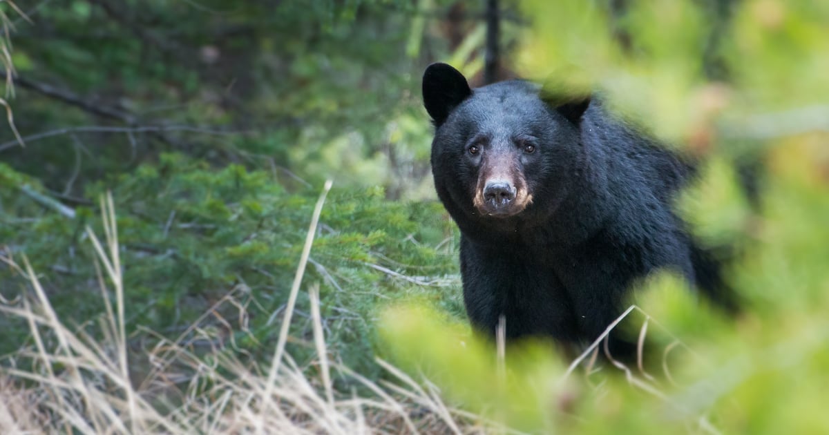 Bear spotted near Alpharetta elementary school, police warn residents to stay alert – 95.5 WSB