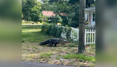 Alligator spotted roaming through yards in North Carolina coastal city