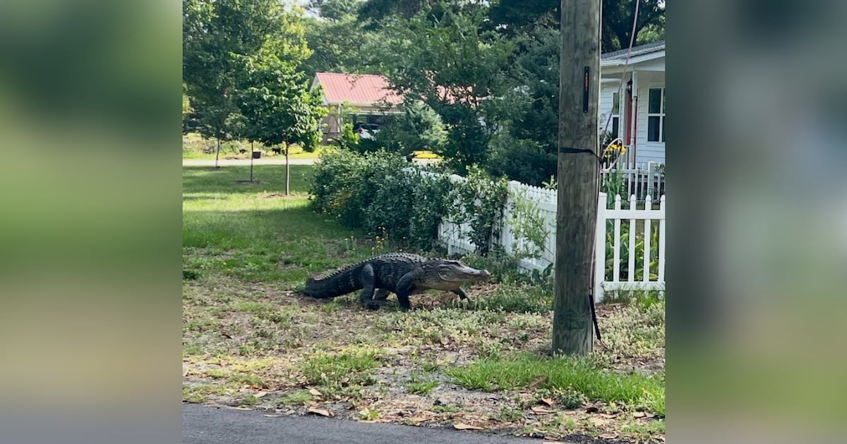 Alligator spotted roaming through yards in North Carolina coastal city
