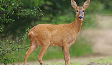 Columbus enacts ban on feeding deer