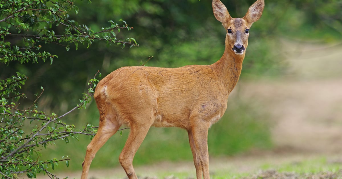 Columbus enacts ban on feeding deer