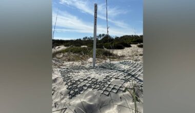 Loggerhead season has begun in Georgia. Here’s what experts expect – WSB-TV Channel 2