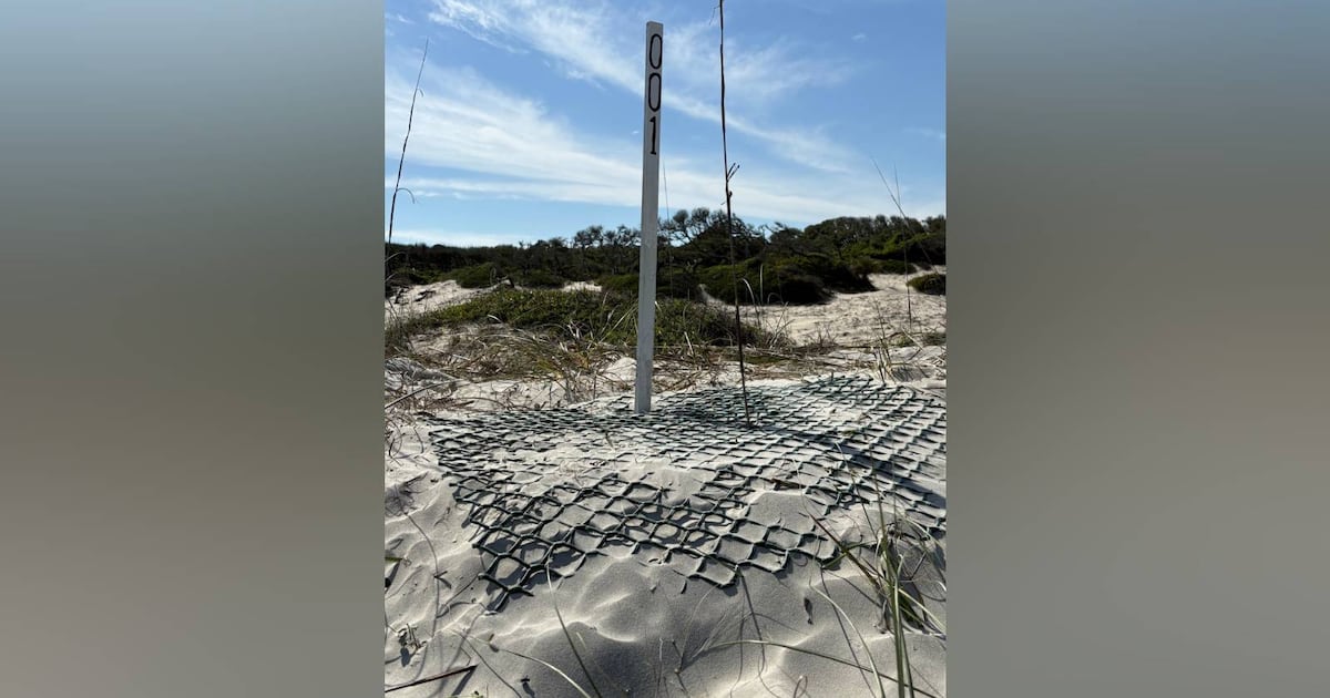 Loggerhead season has begun in Georgia. Here’s what experts expect – WSB-TV Channel 2