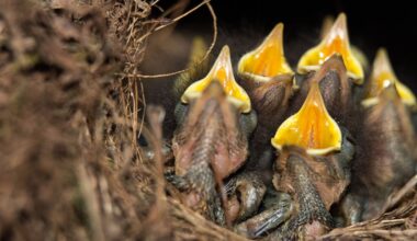 Dealership blocked from moving sold truck after robin builds nest on tire – WSB-TV Channel 2