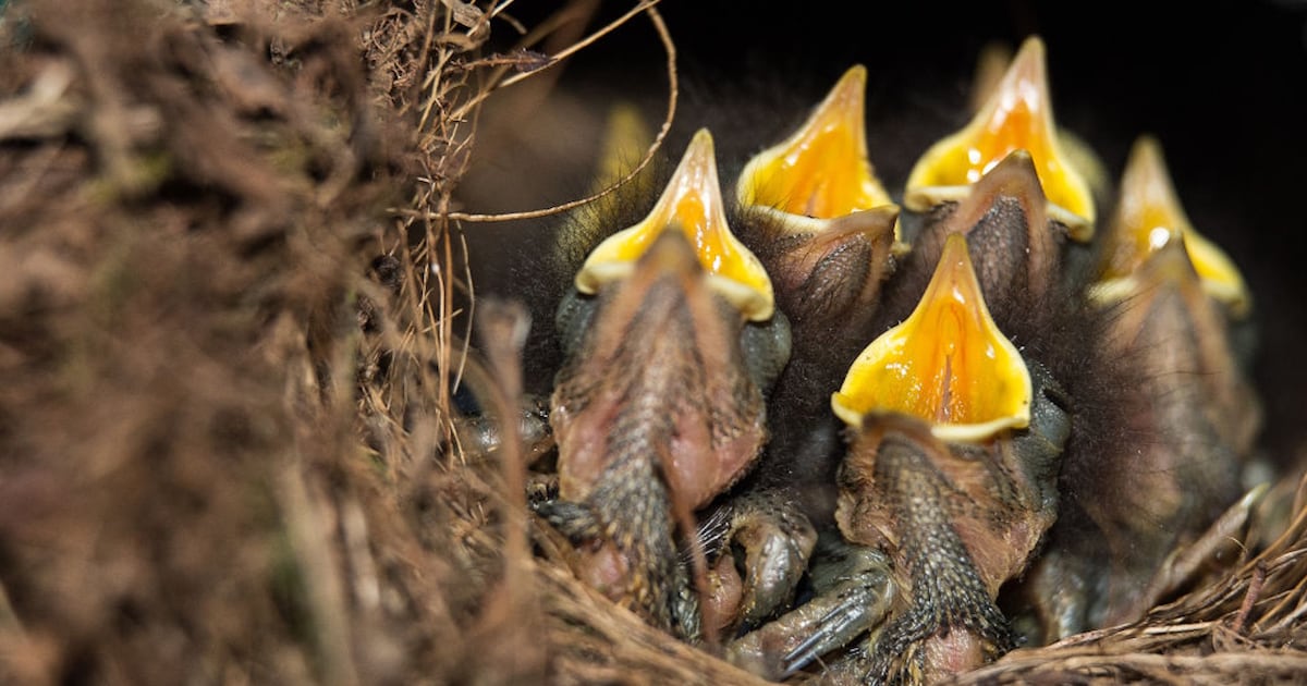 Dealership blocked from moving sold truck after robin builds nest on tire – WSB-TV Channel 2